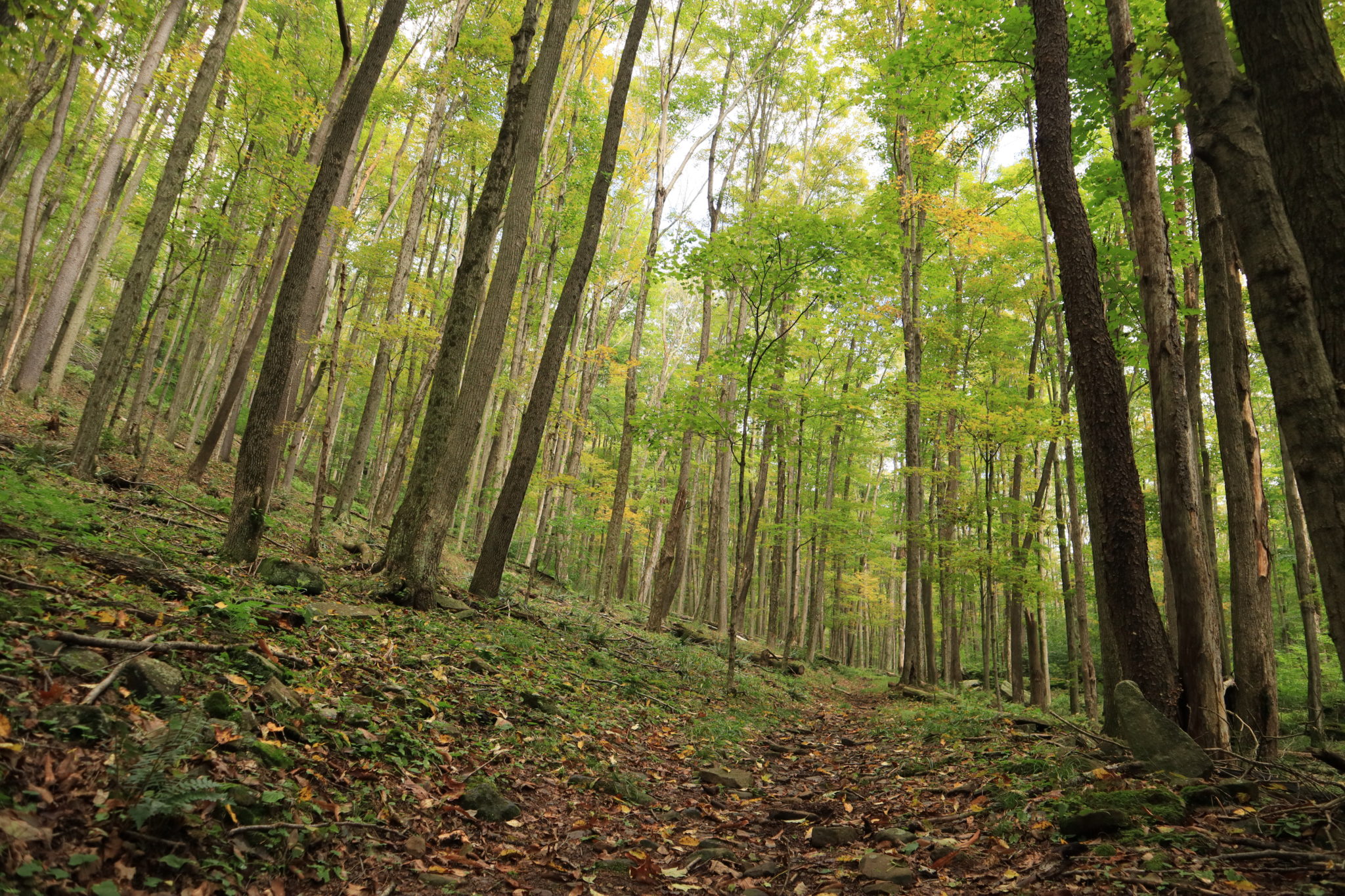 Weekend Getaway Camping Trip to the Pennsylvania Grand Canyon